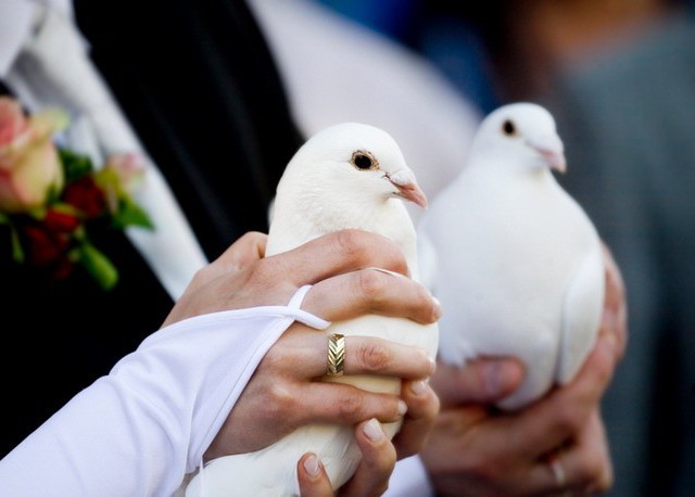 Заказ голубей на свадьбу